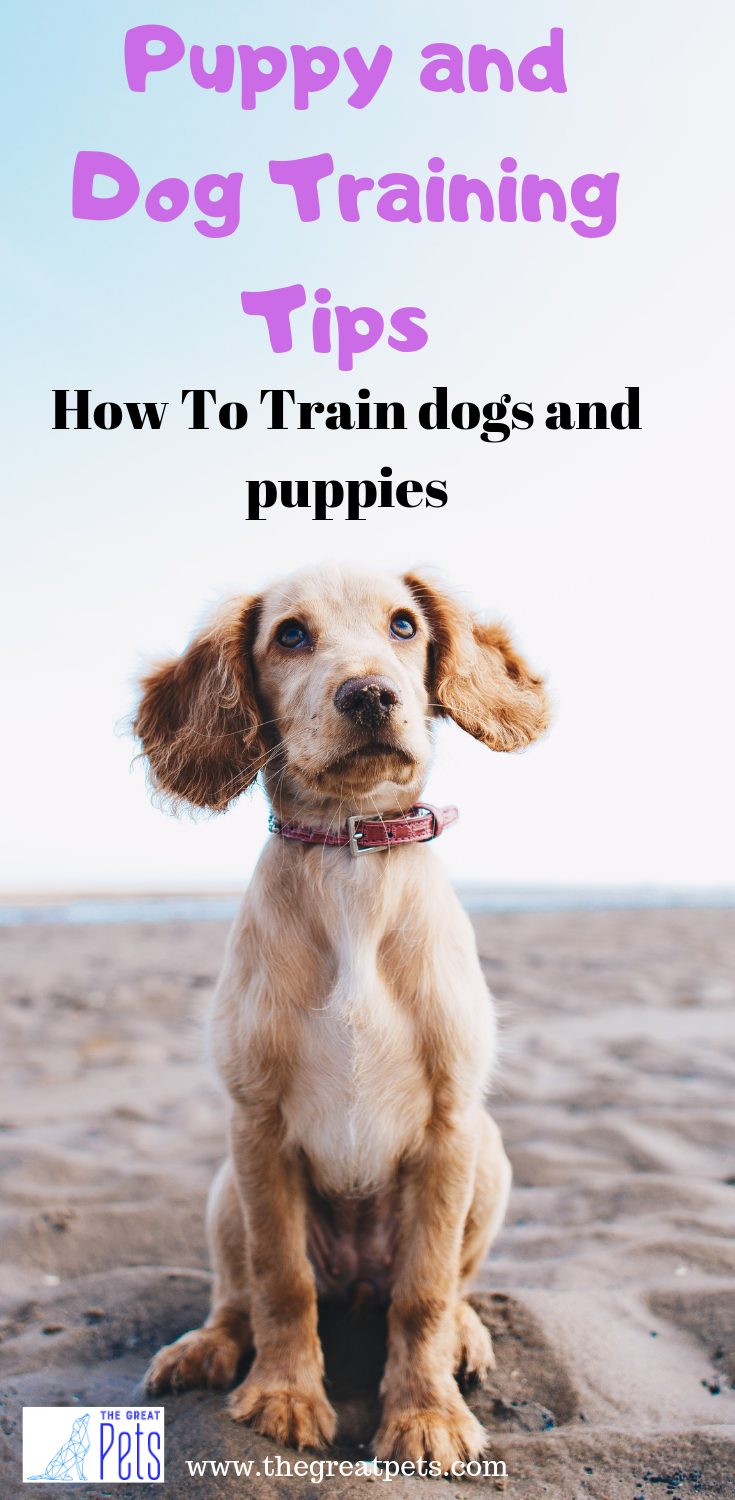 Puppy and Dog Training Tips : How To Train dogs and puppies