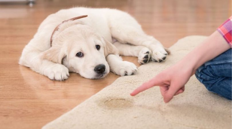 How to Stop Your Dog From Peeing in the House