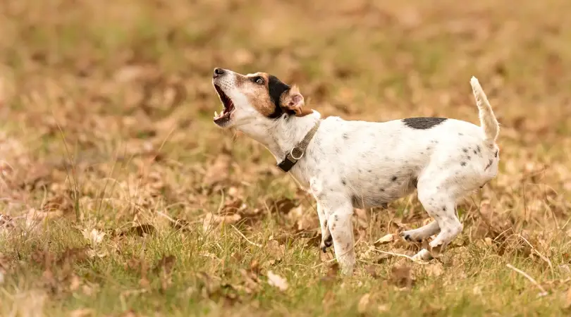 How to Stop a Dog From Barking
