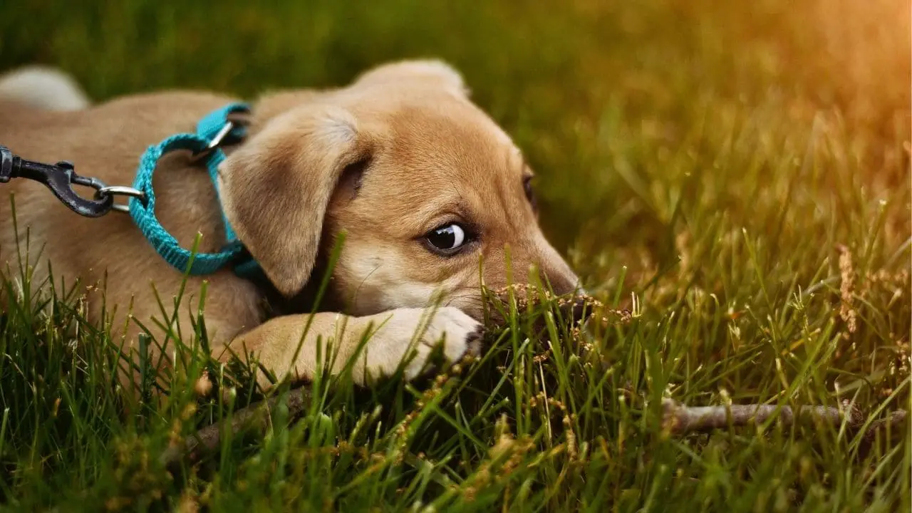 why do dogs eat rocks