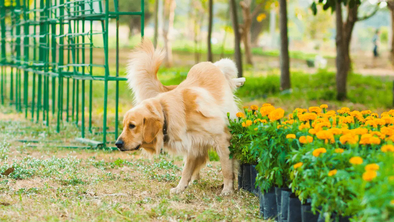 How Long Can a Dog Go Without Peeing