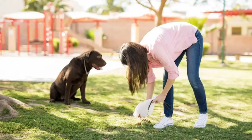 5 Best Dog Food for Less Poop – Review Guide