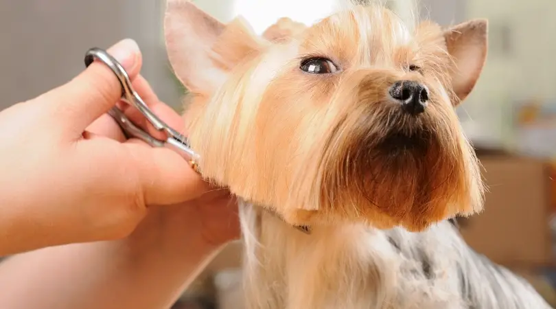 5 Best Shampoo for Yorkies (Buying Guide & Reviews)