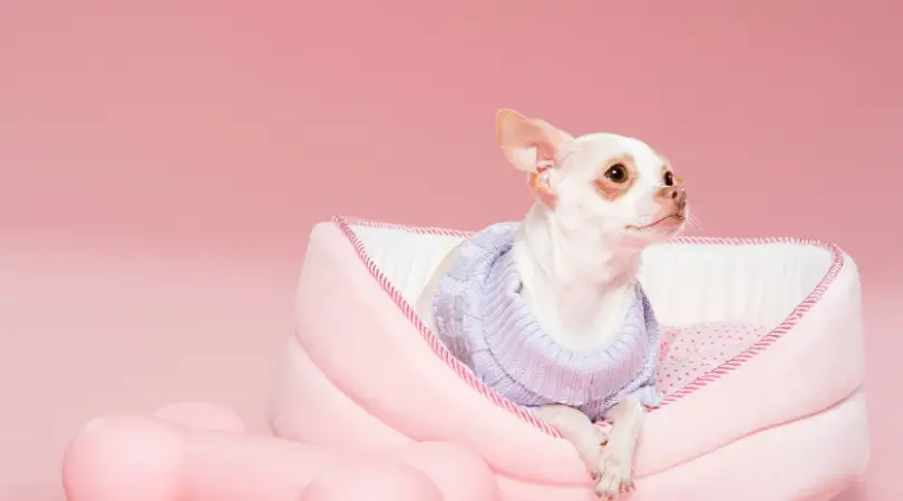 why are chihuahuas so hard to house train