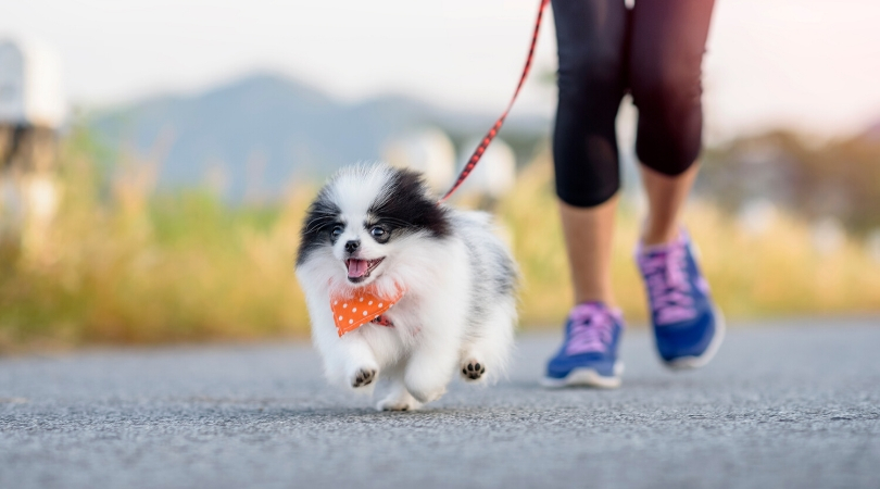 best running leash