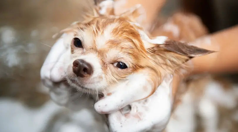 what is the best dog shampoo for dry skin