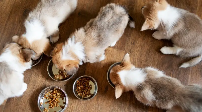 wellness core dog food advisor