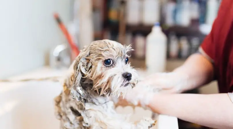 Best Smelling Dog Shampoo (Review) in 2020