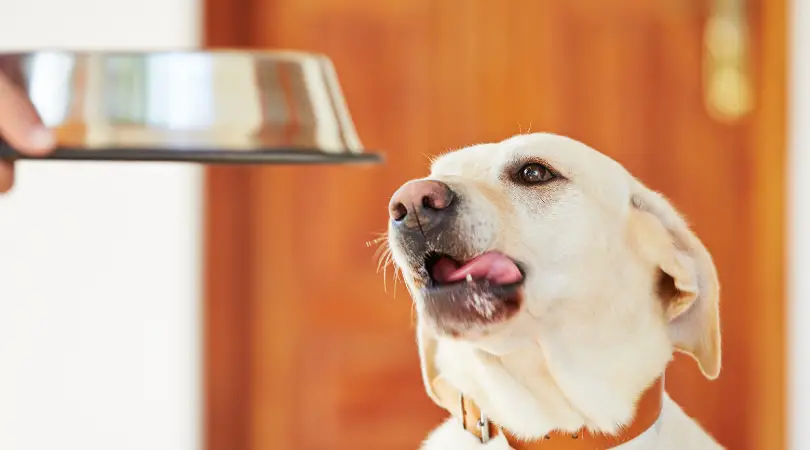 Best tasting dog food