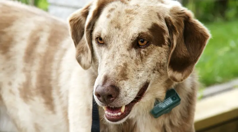 top 5 dog training collars