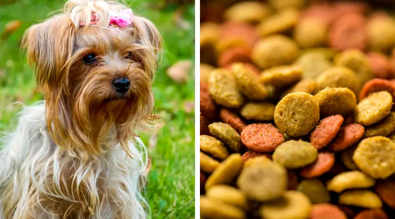 The Best Dog Food for Yorkies ( Review)