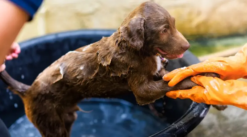 The Best Puppy Shampoos (Buying Guide & Reviews)