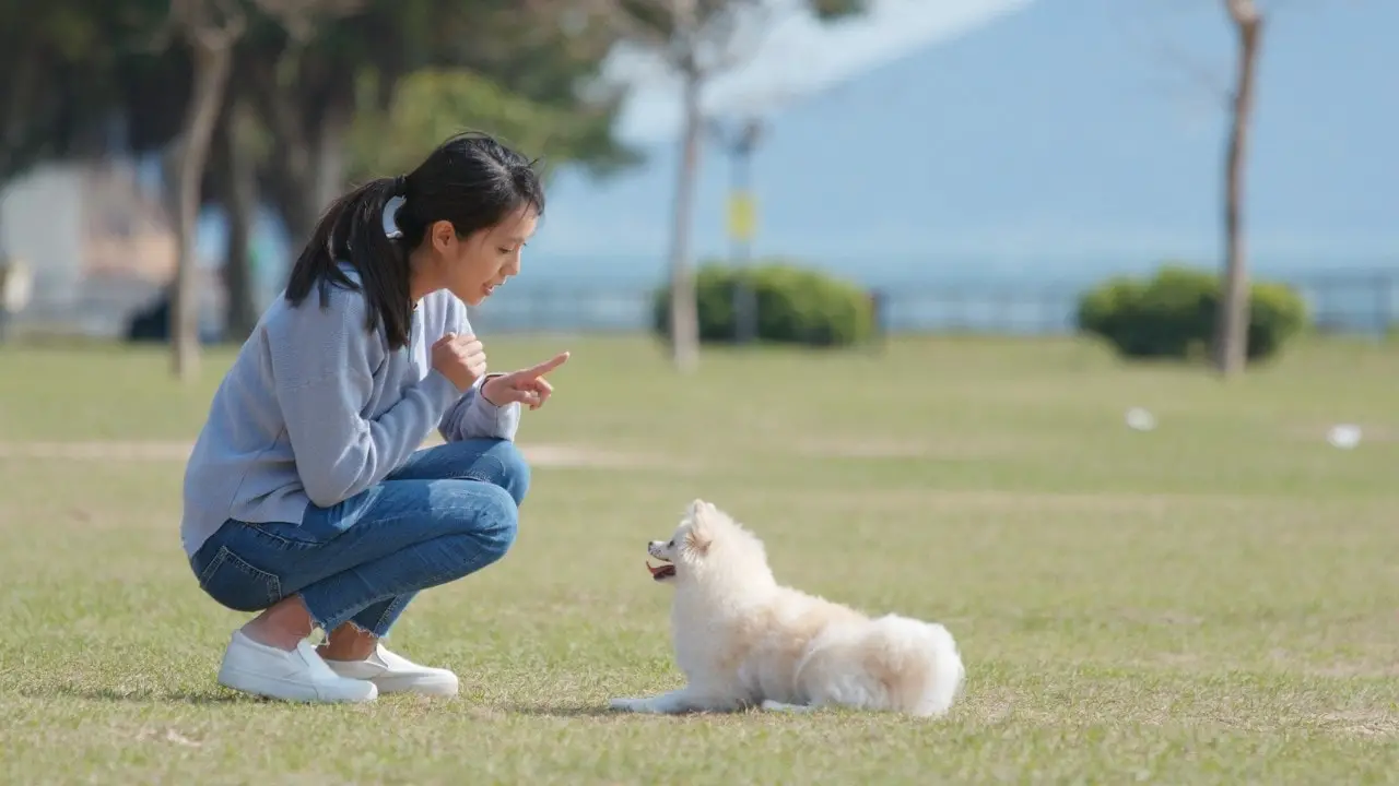 7 Basic Puppy Commands You Can Teach Your New Puppy