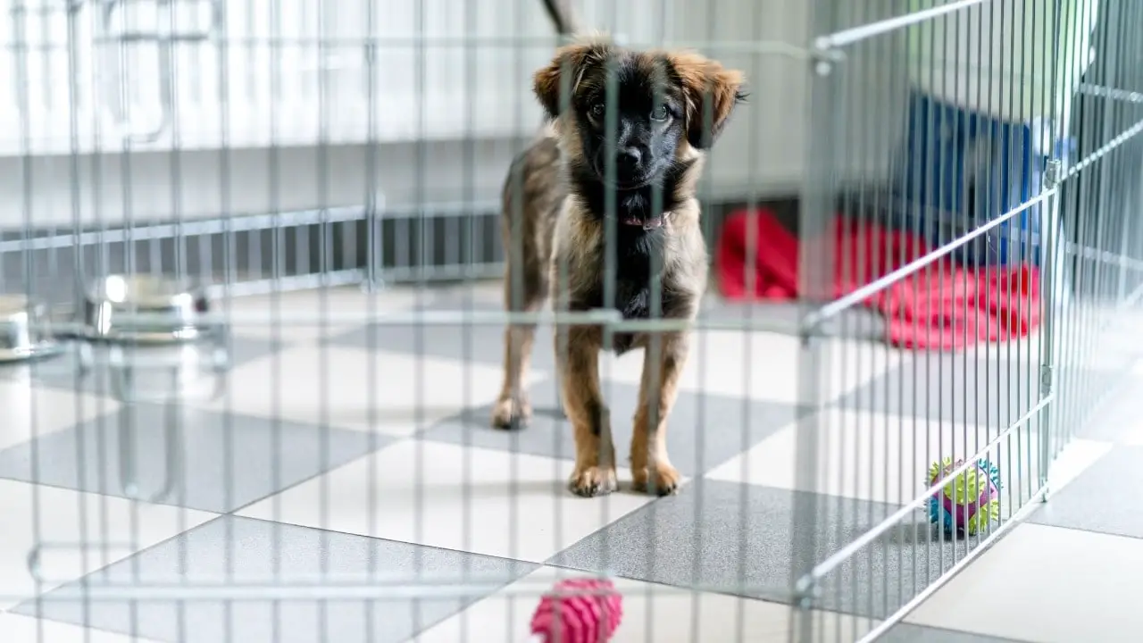 Puppy Crate Training 101 How To Crate Train A Puppy