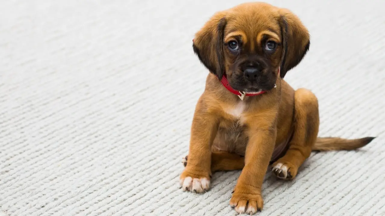 Puppy Pad Training: How to Train Your Puppy to Go on Potty Pads