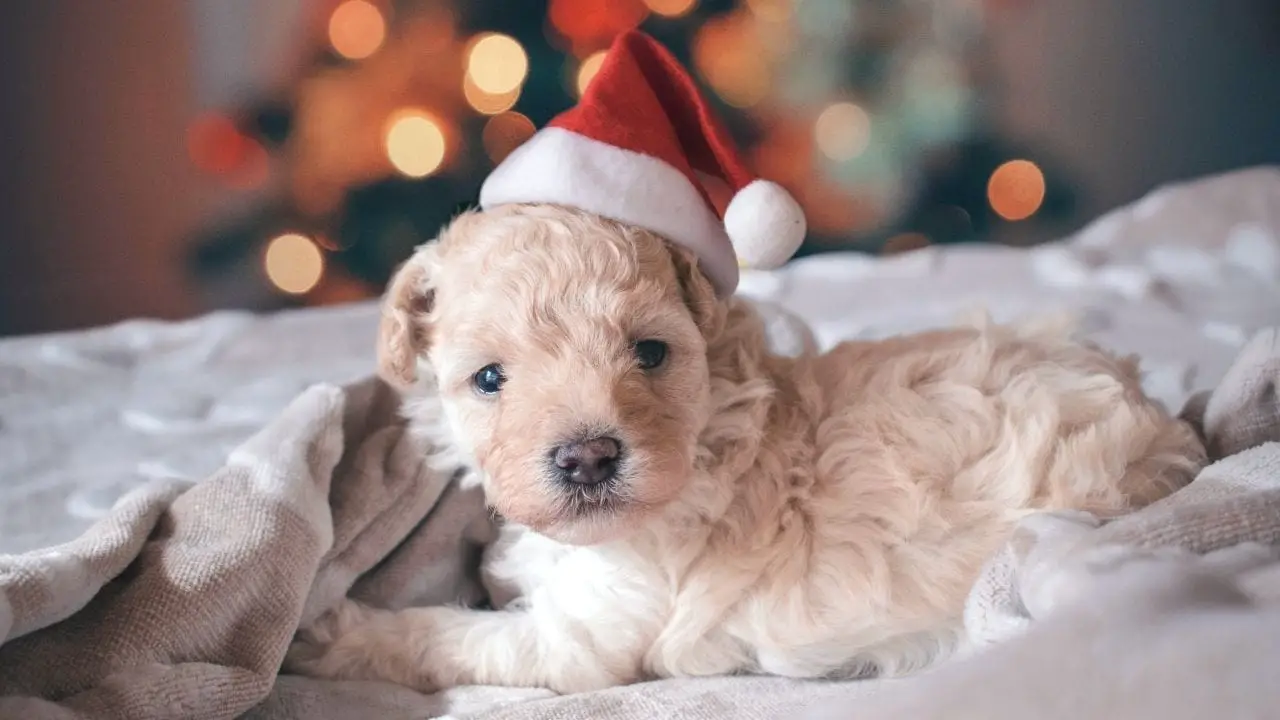 Puppy Training 101