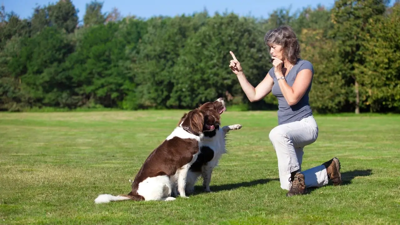5 Best Silent Dog Whistles (Reviews & Top Pick)