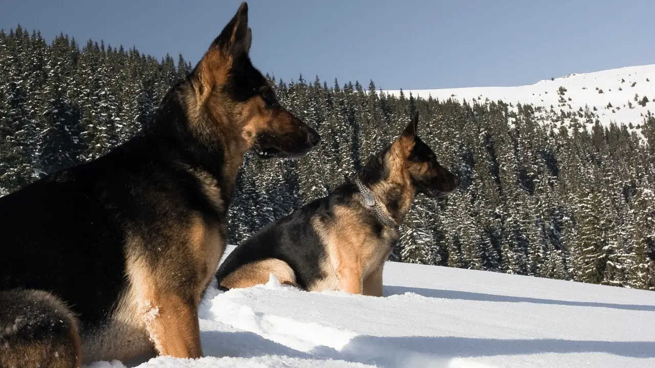 best brush for german shepherd