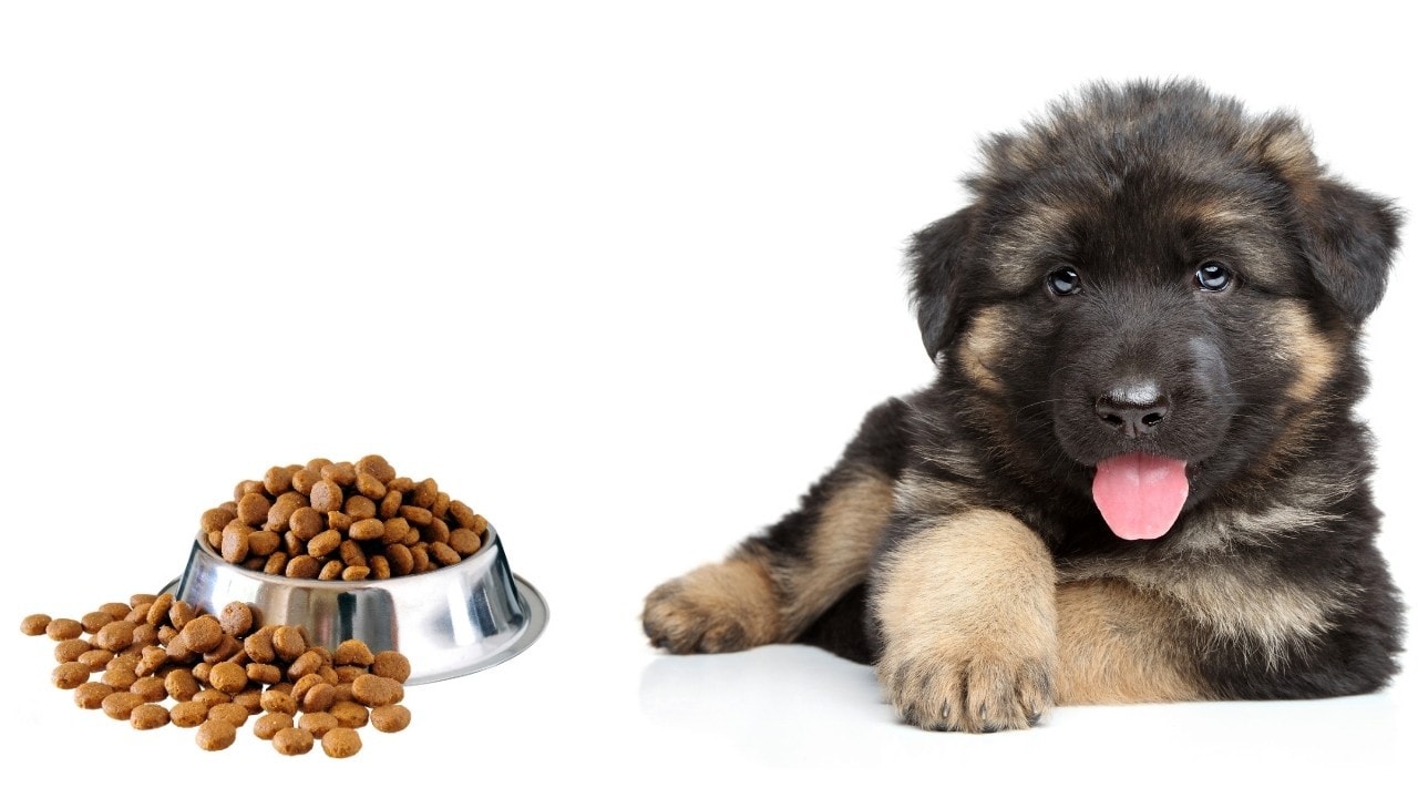 Best Dog Food for German Shepherd Puppy (Review) in 2021