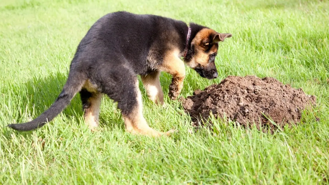 German Shepherd Potty Training