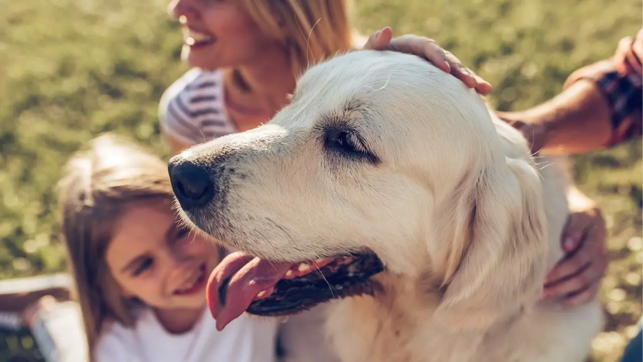 Best Family Dog Breeds For Kids