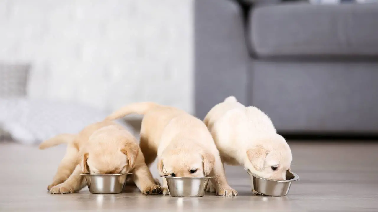 Feeding Your Lab Puppy