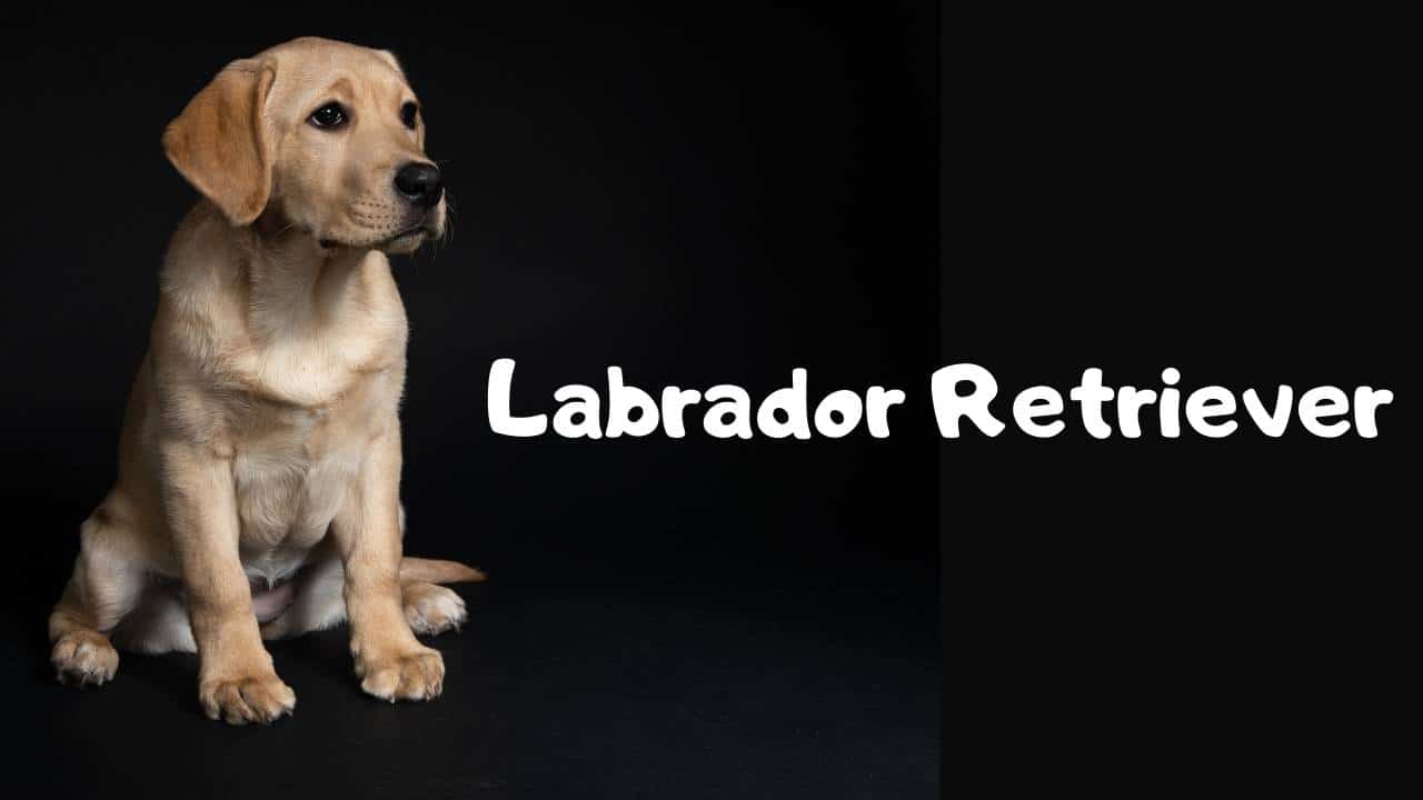 Labrador Retriever Dog Breed Information