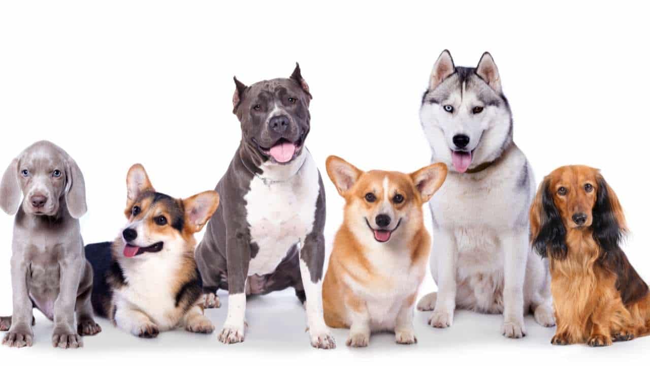 Most Popular Unique Male and Female Dog Names