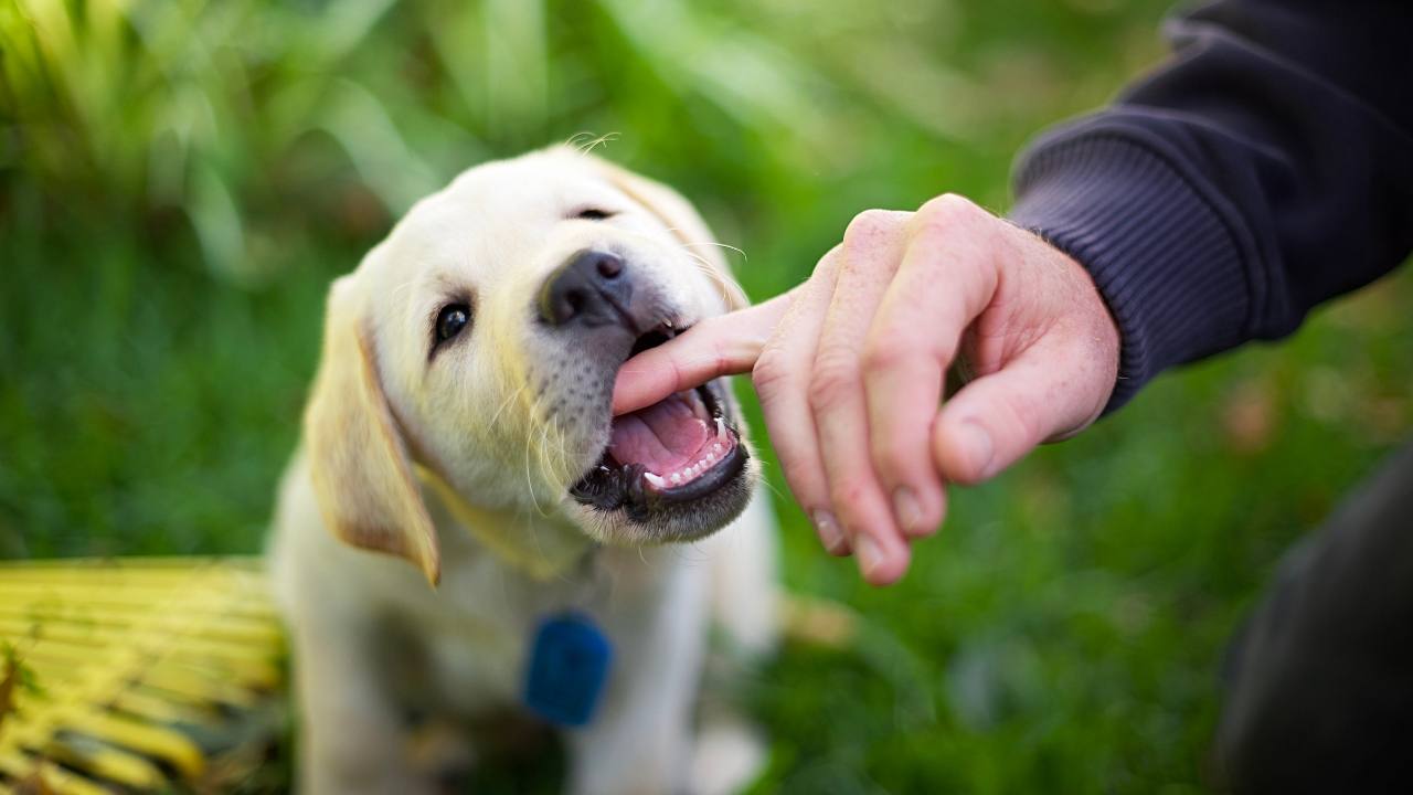 How to Train a Labrador Puppy Not to Bite