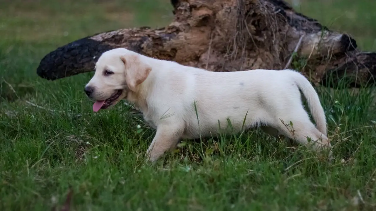 how to potty train a Lab puppy
