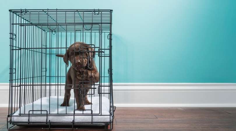 How to Crate Train a Labrador Retriever Puppy