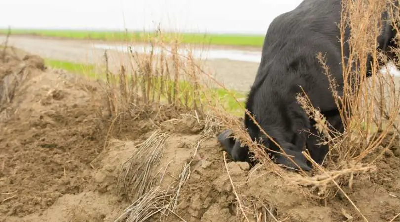 How to Stop Labrador Retriever From Digging