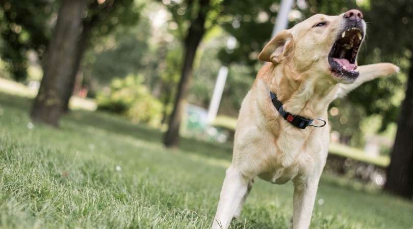 How to Stop Your Labrador Retriever From Barking