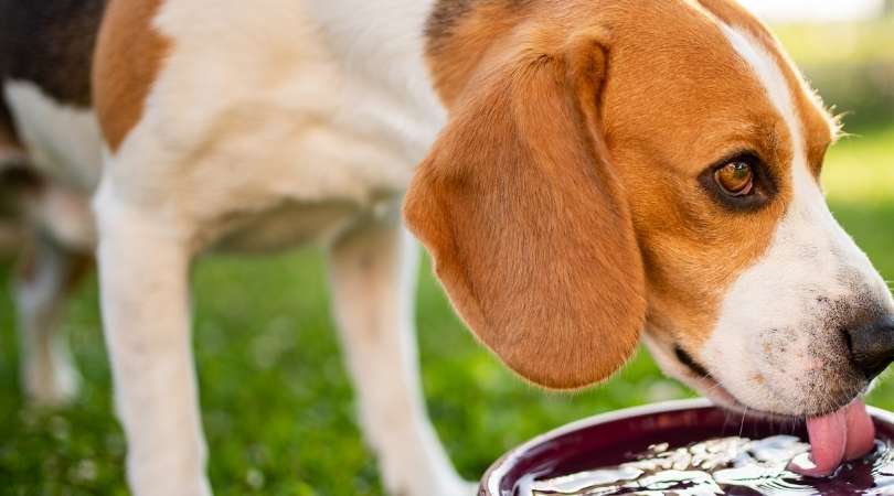 Best Automatic Dog Waterers