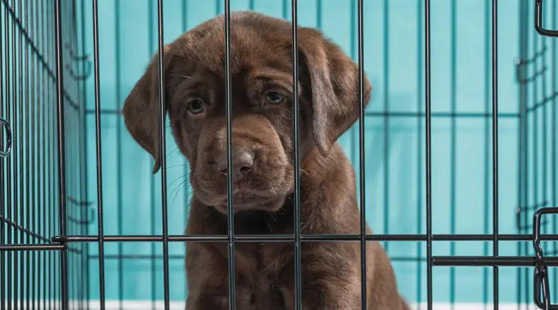 Best Dog Crate for Labrador Retriever