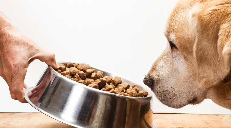 Best Dog Food for Labrador Retrievers