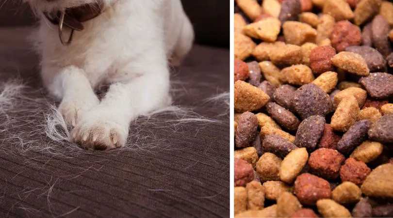 Best Dog Foods for Shedding