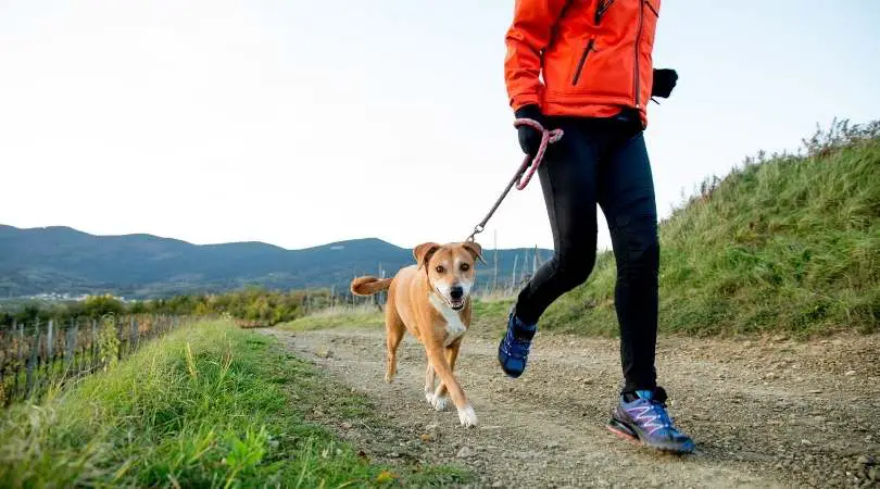 Best Dog Leashes for Running