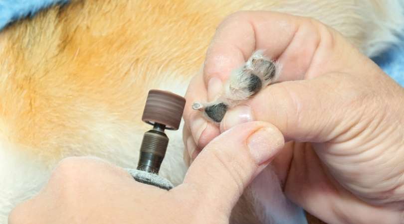 Best Dog Nail Grinders