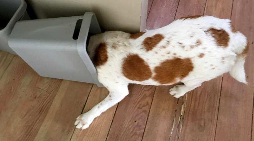 Best Dog Proof Trash Cans
