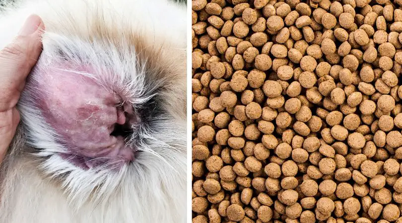 Best Dry Dog Foods for Yeast Infections