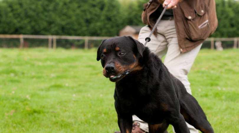 Best Leashes for Dogs That Pull
