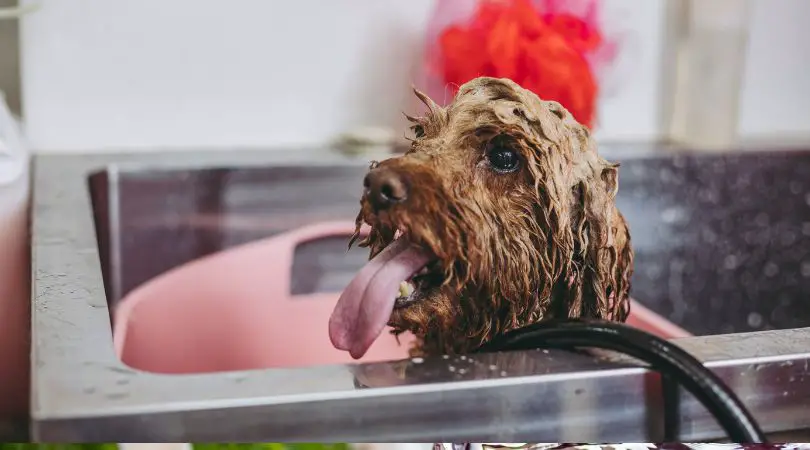 Best Shampoo for Poodles
