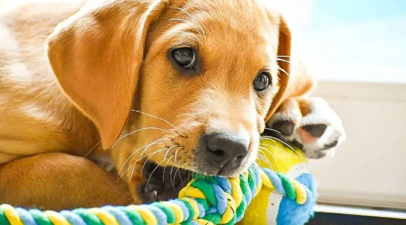 Best Toys for Labrador Retrievers