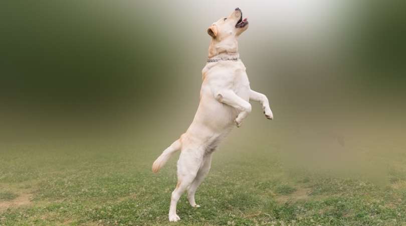 How to Stop Labrador Retrievers from Jumping