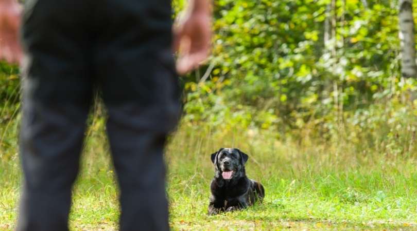 Labrador Retriever obedience training