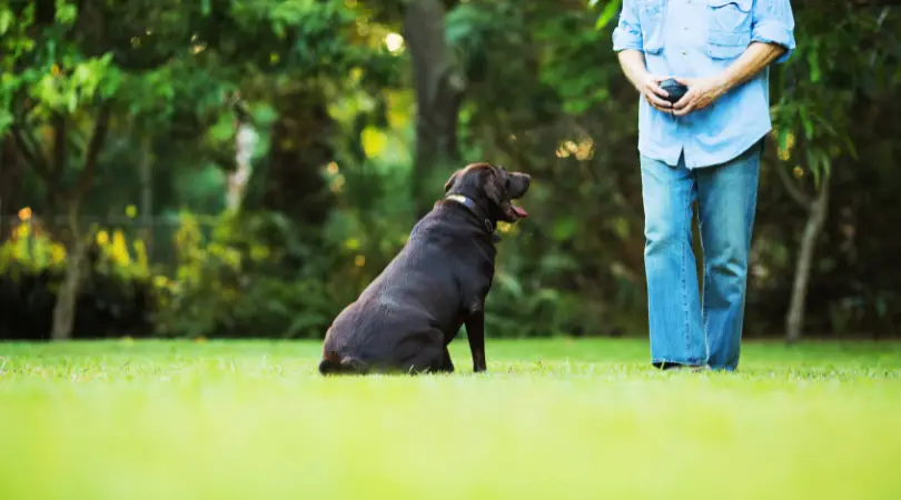 Labrador Retriever training commands