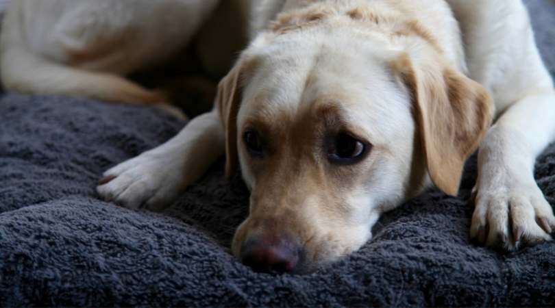 Best Dog Beds for Labrador Retrievers
