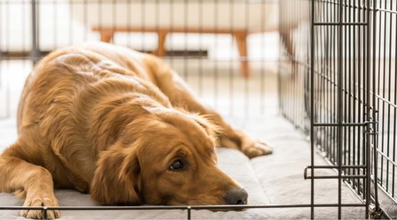 Best Dog Crates for Golden Retrievers