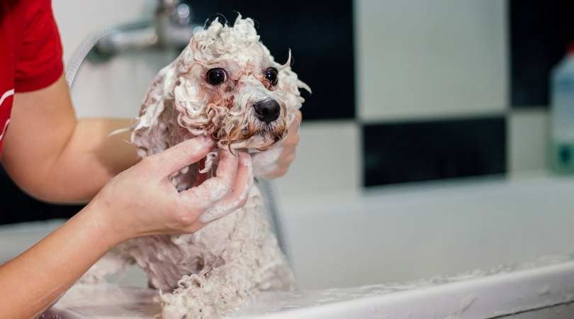 Best Dog Shampoos for Dry Skin